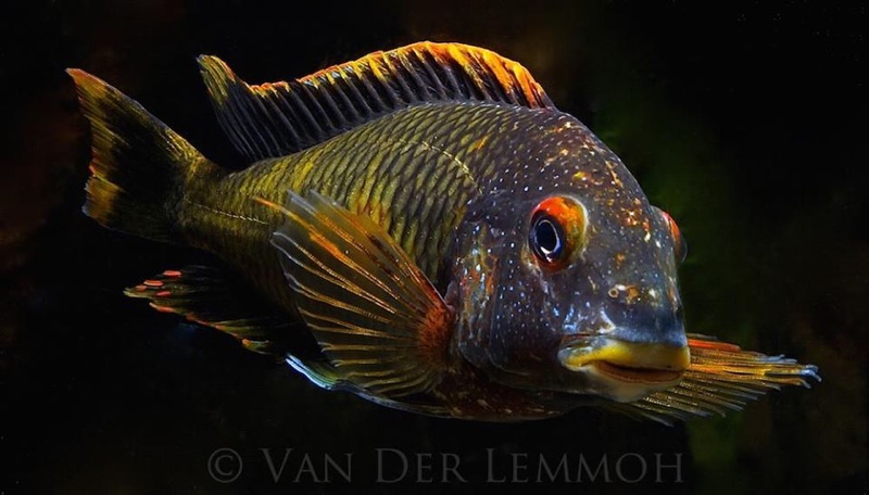 Tropheus moorii 'Kalambo Lodge' Kushangaza
